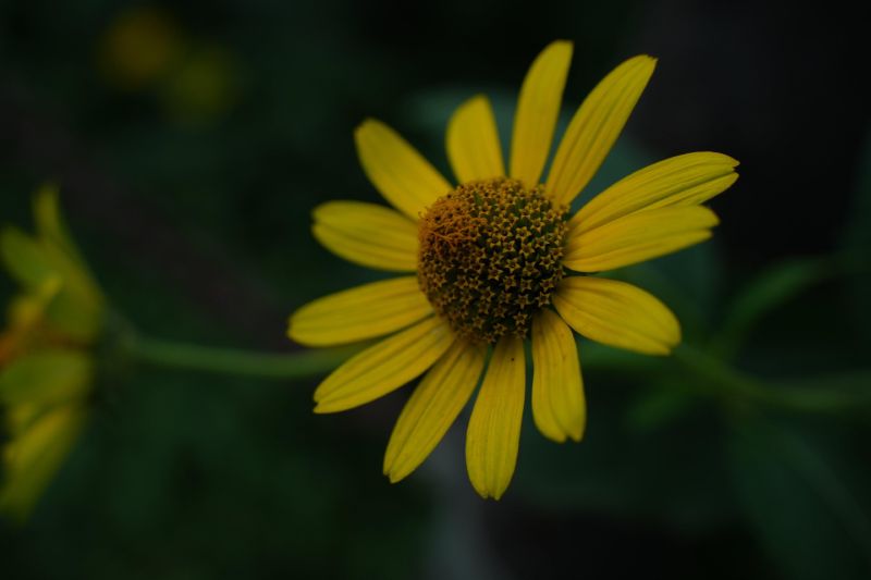 DSC01415.JPG