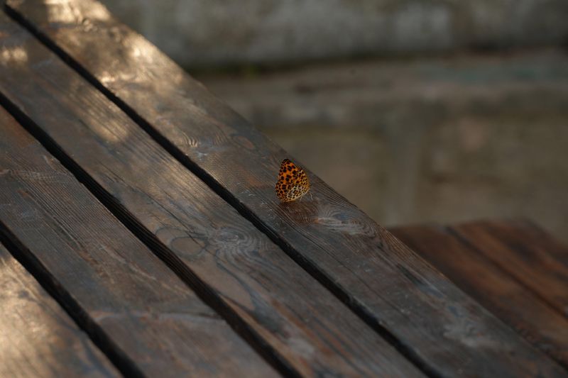 DSC01468.JPG