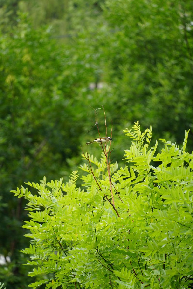 DSC00364.JPG