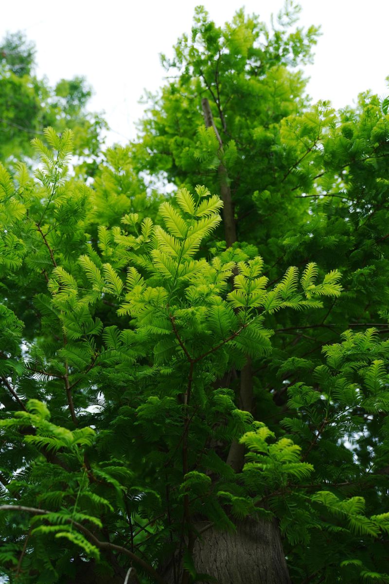 DSC00880.JPG