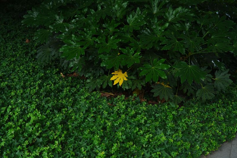 DSC00889.JPG