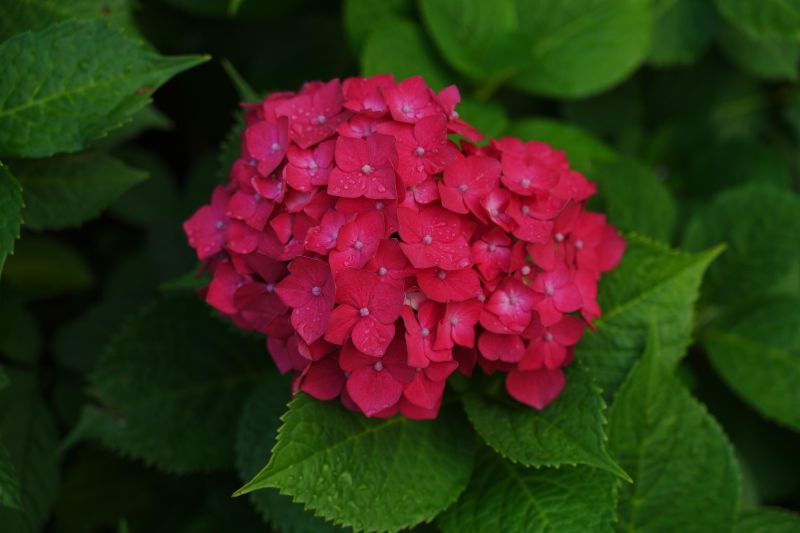 DSC01024.JPG